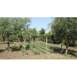 Agriturismo Piccolo Paradiso