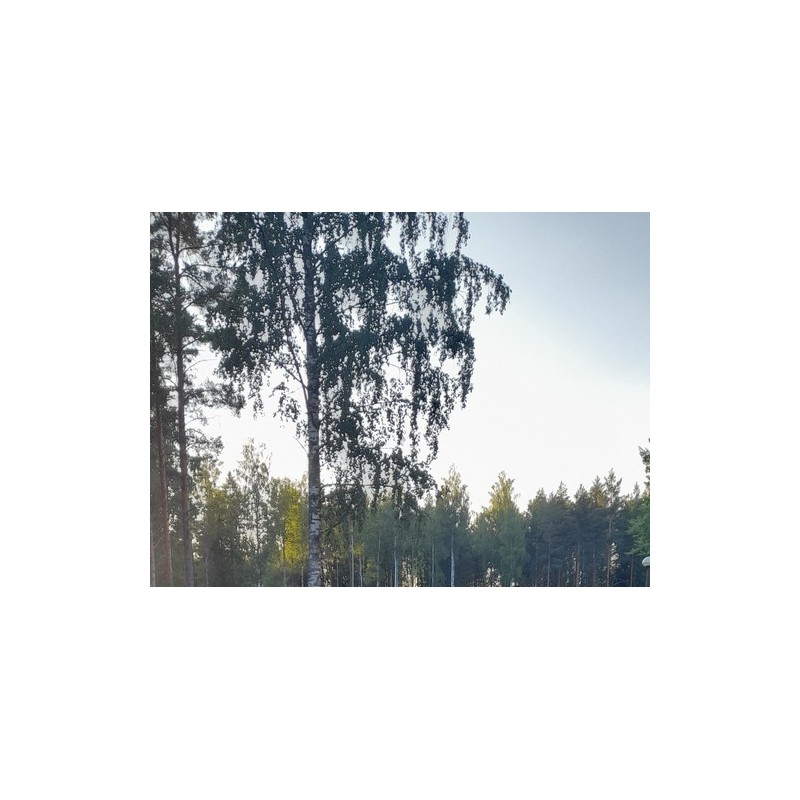 Camping Kiviniemi