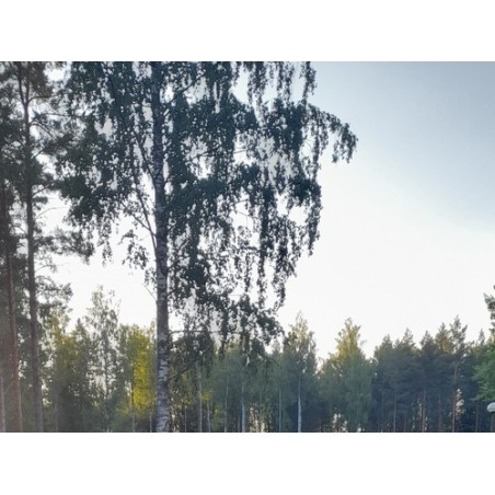 Camping Kiviniemi