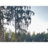 Camping Kiviniemi