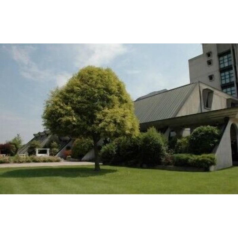 Düsseldorf - Faenza - Hotel Cavallino
