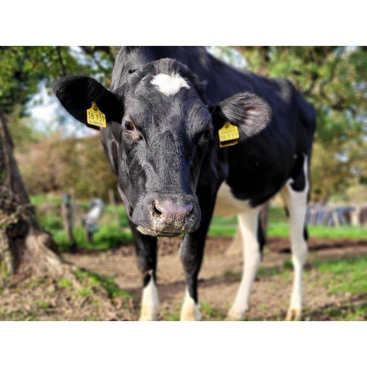 Ferienhaus in Mosel ab 58€ pro Nacht