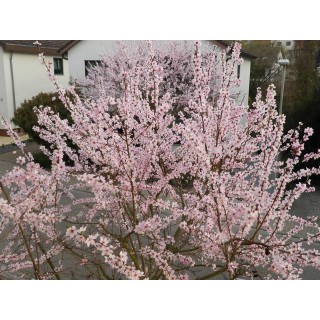 Ferienwohnung in Pfalz ab 50€ pro Nacht