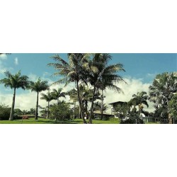 Frankfurt - Hilo - Island Goode's - Luxury Adult Only Accommodation near Hilo