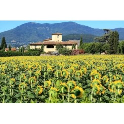 Hotel 500 Firenze