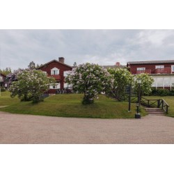 Hotel Gyllene Hornet
