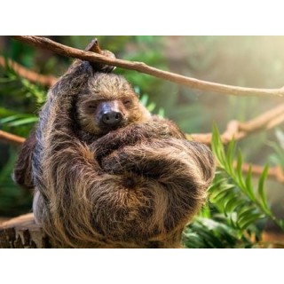 Kombinationsreisen Costa Rica: Erlebnisse von Dschungelpfaden zu Traumstränden