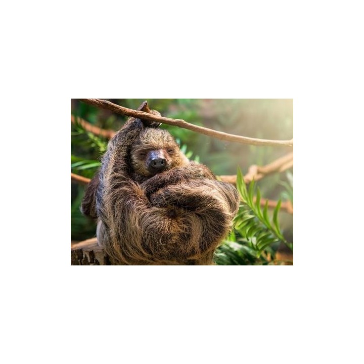 Kombinationsreisen Costa Rica: Erlebnisse von Dschungelpfaden zu Traumstränden