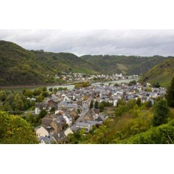 Mike's Mosel Lodge