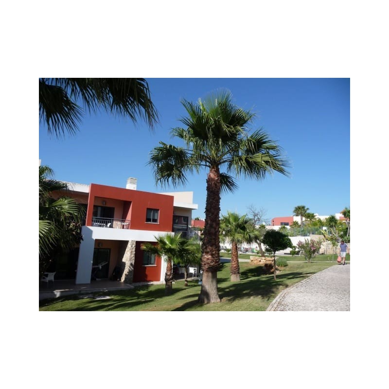 Vitor's Village