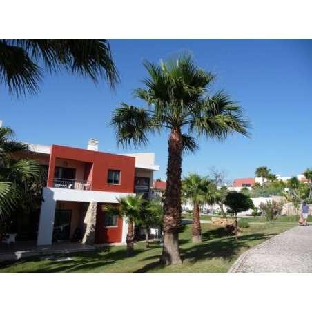 Vitor's Village