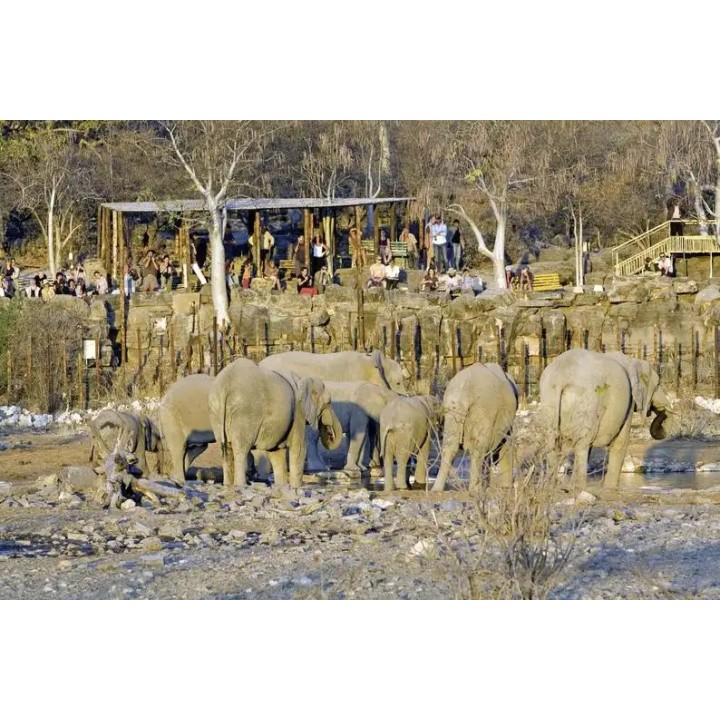Halali Camp
