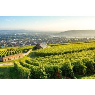 Weinhotel des Riesling Zum Grünen Kranz