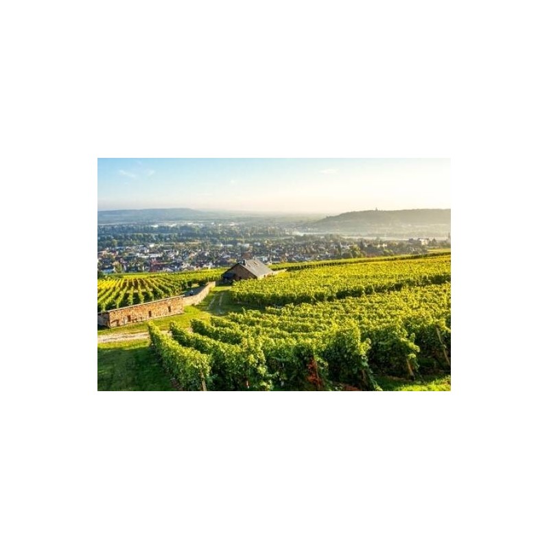 Weinhotel des Riesling Zum Grünen Kranz