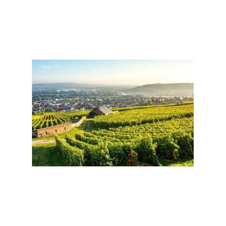 Weinhotel des Riesling Zum Grünen Kranz
