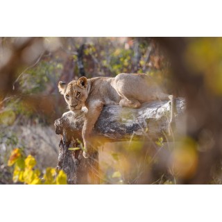 Südafrika Roadtrip: Wildlife Glamping & Krüger Safari