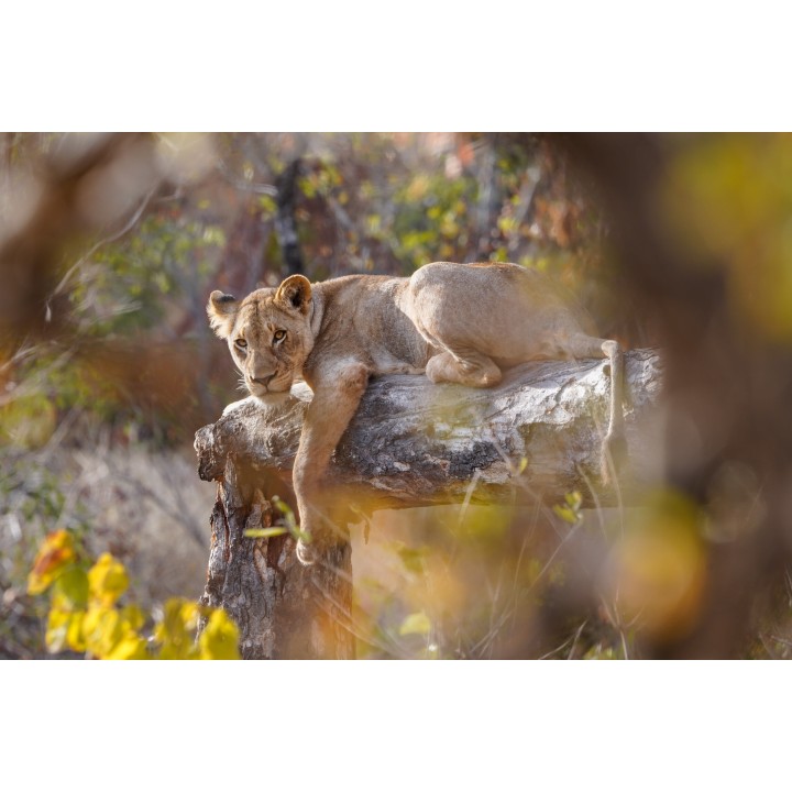 Südafrika Roadtrip: Wildlife Glamping & Krüger Safari