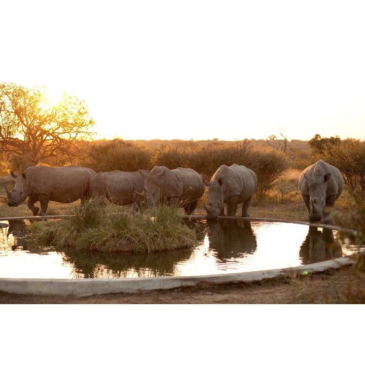 Südafrika & Eswatini: Glamping Roadtrip zu den Big Five