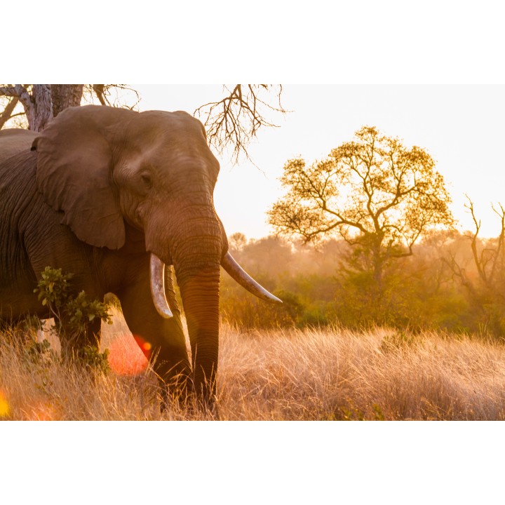 Südafrika & Mauritius: Wildlife Glamping trifft Island Adventure