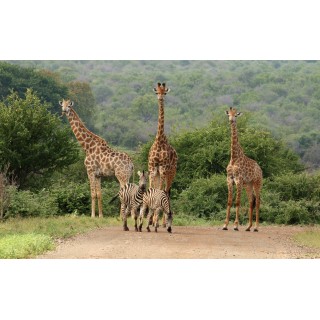 Südafrika Roadtrip: Wildlife Glamping & Krüger Safari