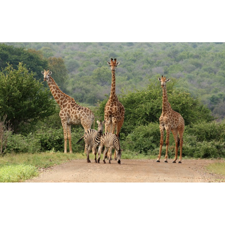 Südafrika Roadtrip: Wildlife Glamping & Krüger Safari