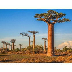 Erlebnisreisen Madagaskar: Auf den Spuren der Lemuren und Baobabs