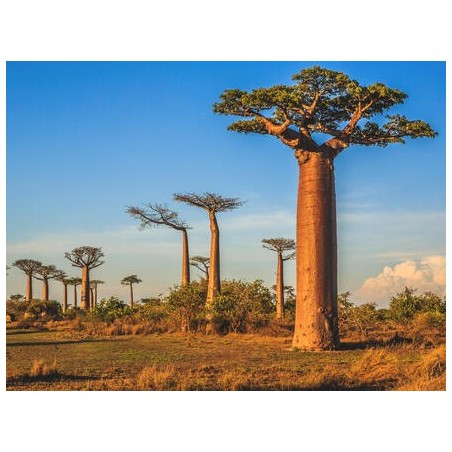 Erlebnisreisen Madagaskar: Auf den Spuren der Lemuren und Baobabs