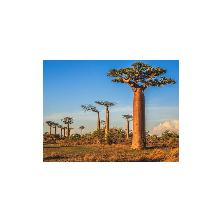 Erlebnisreisen Madagaskar: Auf den Spuren der Lemuren und Baobabs