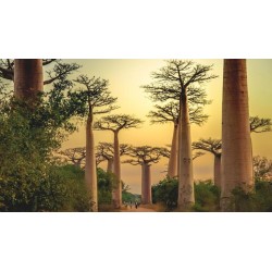 Rundreisen Madagaskar: Auf den Spuren der Lemuren und Baobabs