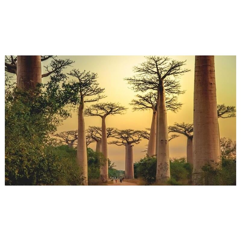 Rundreisen Madagaskar: Auf den Spuren der Lemuren und Baobabs