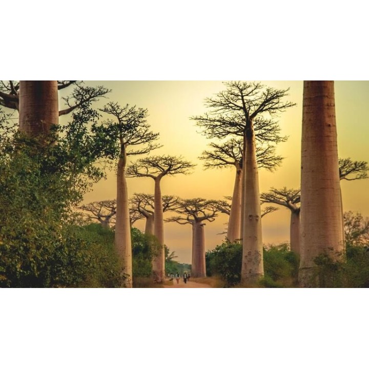 Rundreisen Madagaskar: Auf den Spuren der Lemuren und Baobabs