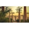 Rundreisen Madagaskar: Auf den Spuren der Lemuren und Baobabs