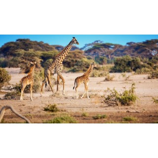 Rundreisen Tansania & Kenia: Rundreise ab Karatu