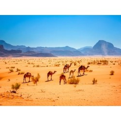 Erlebnisreisen Jordanien: Unterwegs auf königlichen Pfaden