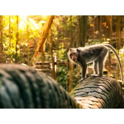Kombinationsreisen Indonesien - Bali: Insel der Götter mit Entspannung in Nusa Dua