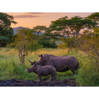 Rundreisen Südafrika: Kapstadt bis Durban: Afrikas Vielfalt erleben mit Aufenthalt im Hotel Beverly Hills