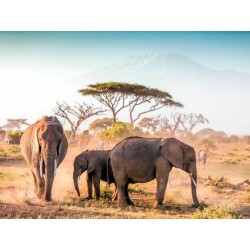 Kombinationsreisen Tansania & Kenia: Safariabenteuer und Erholung am Traumstrand mit Badeaufenthalt im Leopard Beach Resort &