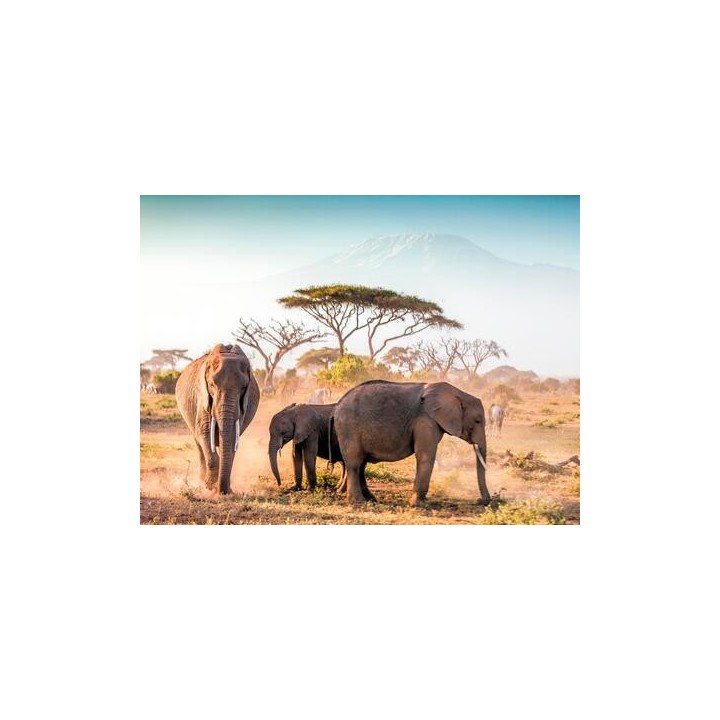 Kombinationsreisen Tansania & Kenia: Safariabenteuer und Erholung am Traumstrand mit Badeaufenthalt im Leopard Beach Resort &