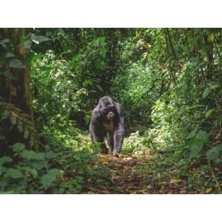 Erlebnisreisen Uganda: Unterwegs im Herzen Afrikas