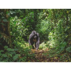 Erlebnisreisen Uganda: Unterwegs im Herzen Afrikas