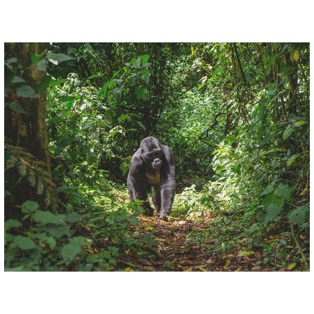 Erlebnisreisen Uganda: Unterwegs im Herzen Afrikas