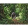Erlebnisreisen Uganda: Unterwegs im Herzen Afrikas