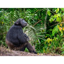Erlebnisreisen Kenia & Uganda: Auf den Spuren der Masai: Serengeti und mehr