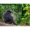 Erlebnisreisen Kenia & Uganda: Auf den Spuren der Masai: Serengeti und mehr