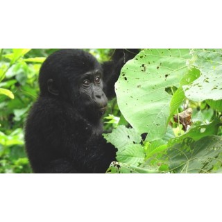 Rundreisen Uganda: Unterwegs im Herzen Afrikas