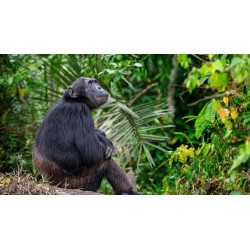 Rundreisen Kenia & Uganda: Auf den Spuren der Masai: Serengeti und mehr