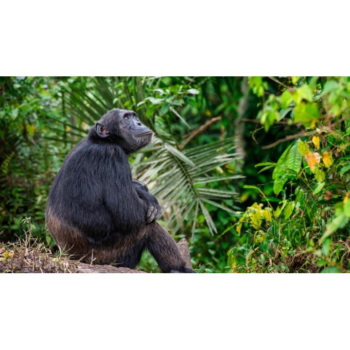 Rundreisen Kenia & Uganda: Auf den Spuren der Masai: Serengeti und mehr