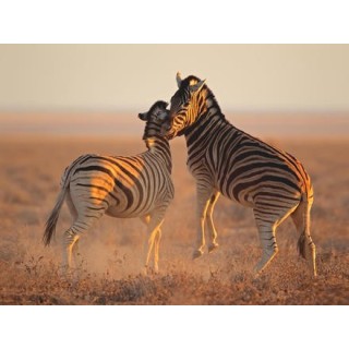 Rundreisen Namibia: Raue Schönheit am Atlantik