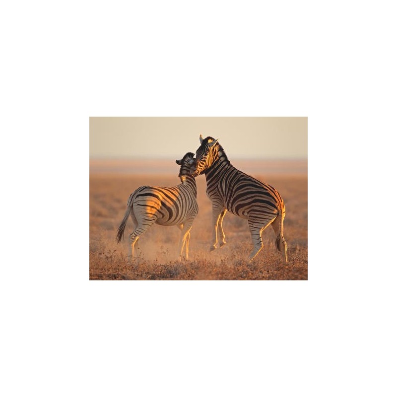 Rundreisen Namibia: Raue Schönheit am Atlantik