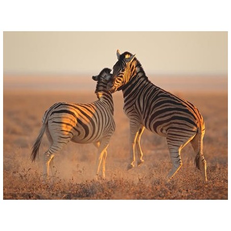 Rundreisen Namibia: Raue Schönheit am Atlantik